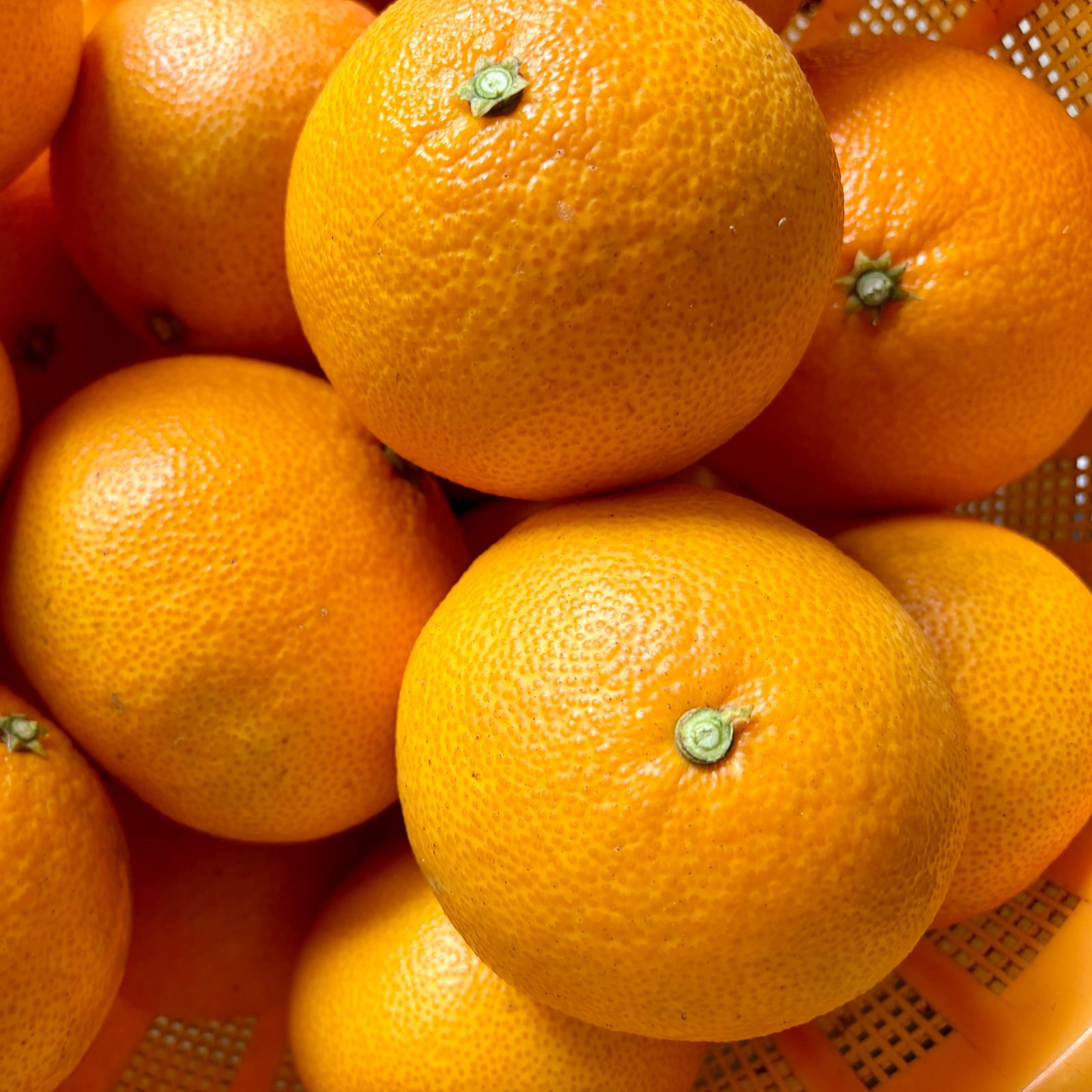 特別栽培の愛果28号（まどんな）10kg【減農薬/品格サイズ混合/全国追加