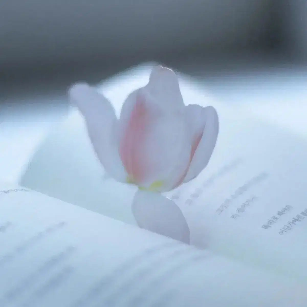 イオクト作家チューリップ しおり 教保 教保ムーン