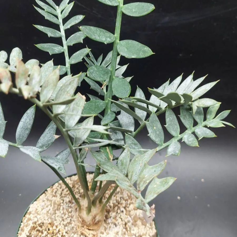 エンセファラルトス ホリダス 鉢上25 cm !塊茎3 Encephalartos horridus no 10 美ブルーリーフ