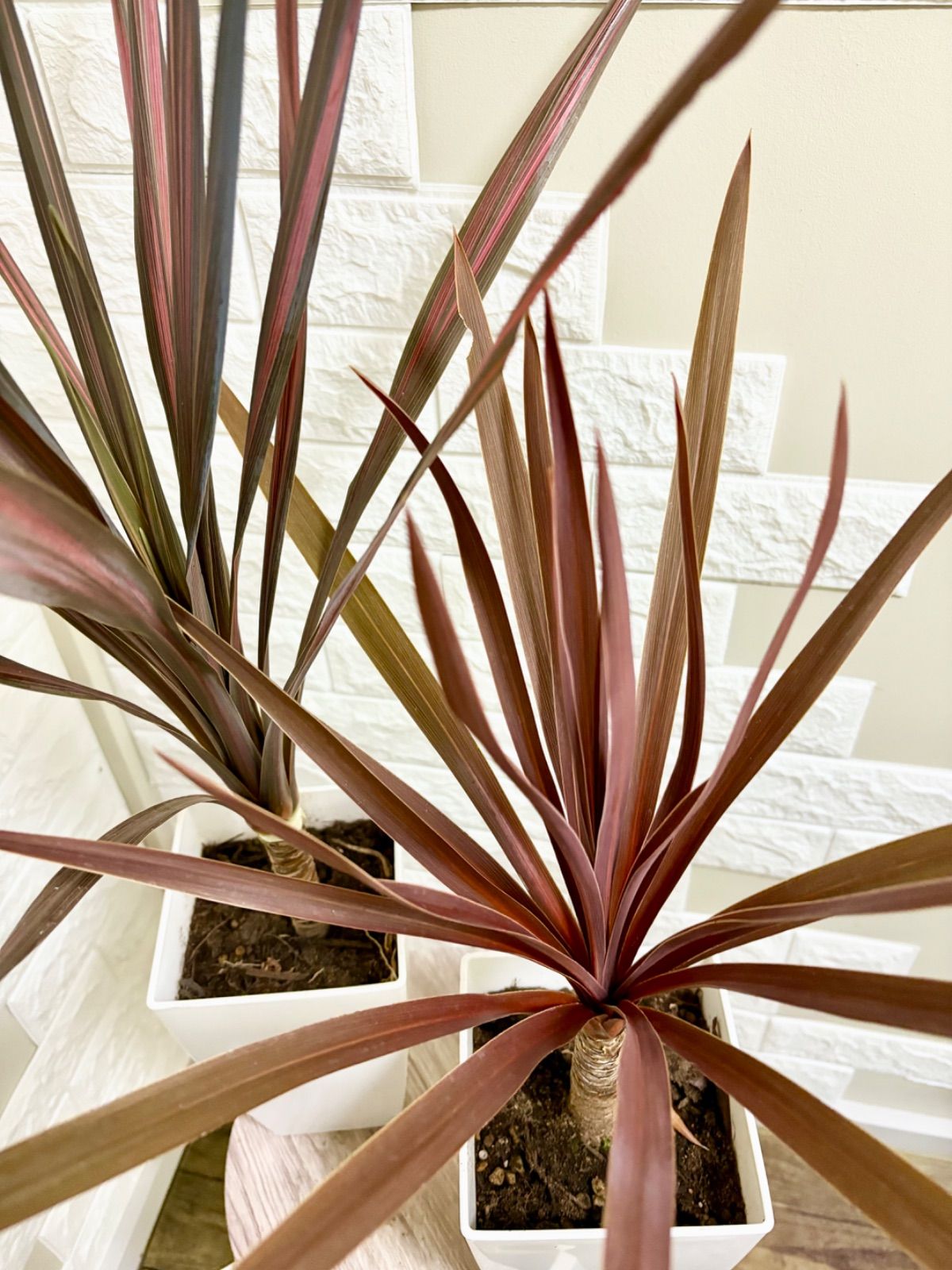 限定株】フェニックス・ロベレニー? 2本立ち 希少な極太幹✨ 葉先約