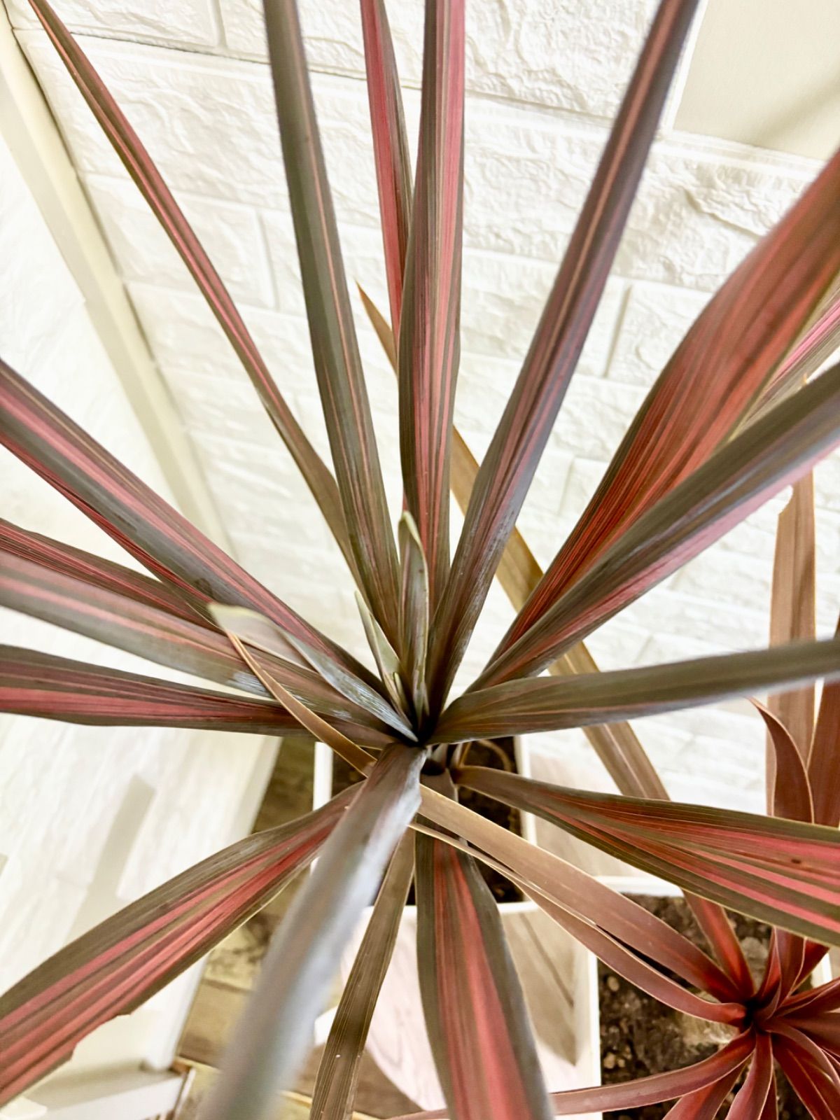 希少ドライガーデン株?】ユッカ・ロストラータ 鉢付き 葉先約100cm