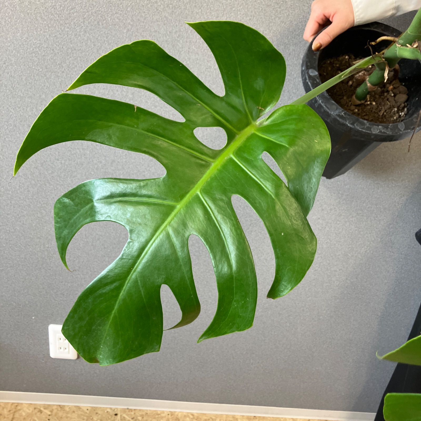 超絶希少❗️モンステラ デリシオーサ スケルトン✨ - メルカリ