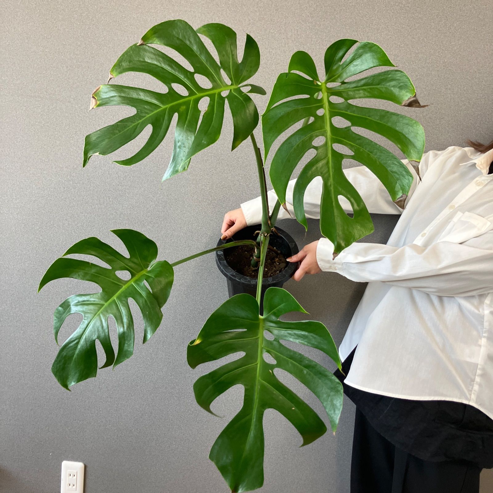 モンステラ　デリシオーサ　スケルトン モンステラデリシオーサスケルトン( Monstera Deliciosa Skeleton