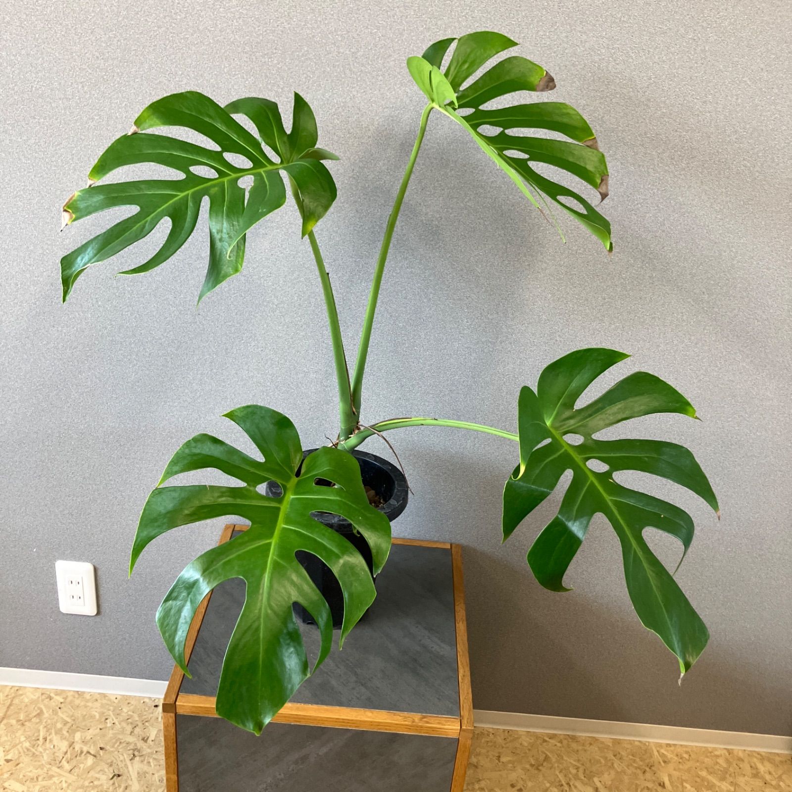 超絶希少❗️モンステラ デリシオーサ スケルトン✨ - メルカリ