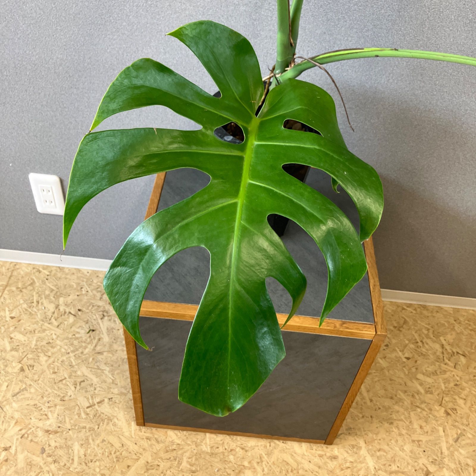 超絶希少 モンステラ デリシオーサ スケルトン 超絶希少❗️モンステラ デリシオーサ スケルトン✨ - メルカリ