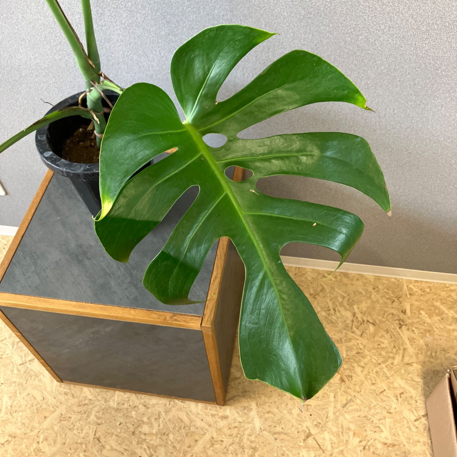 超絶希少❗️モンステラ デリシオーサ スケルトン✨ 超絶希少