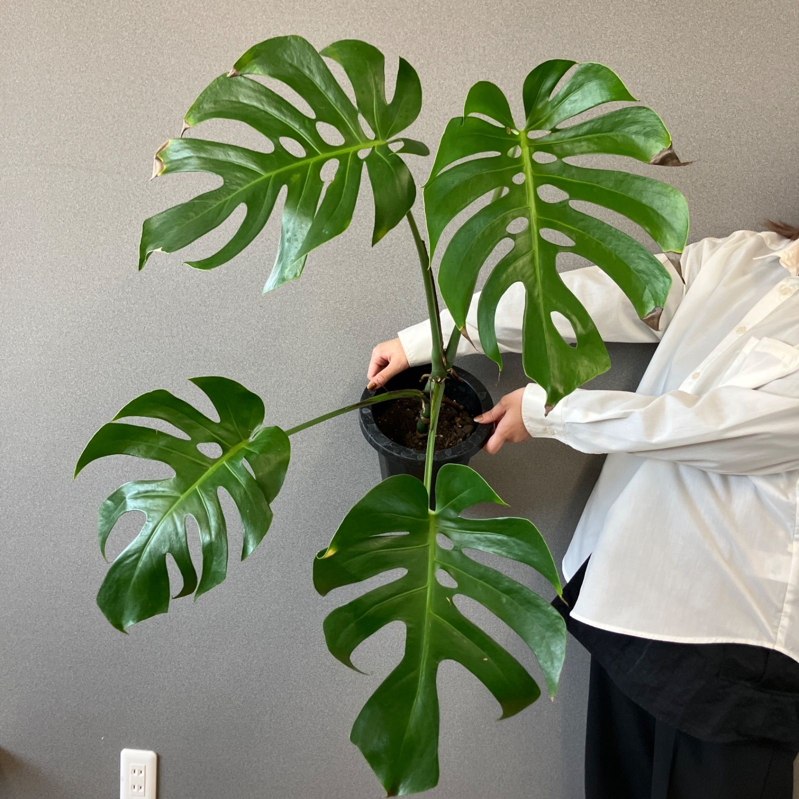 モンステラ デリシオーサ　スケルトン　OC モンステラ デリシオーサ スケルトン OC