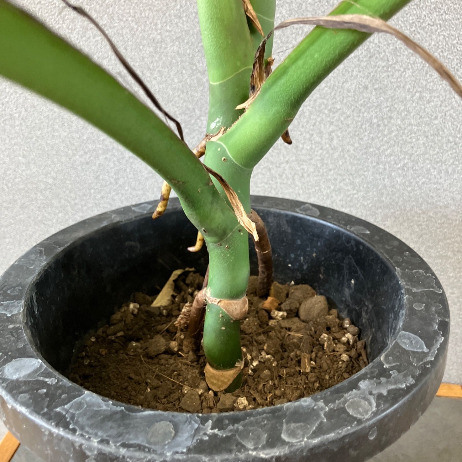 希少レア モンステラ スケルトン 観葉植物 希少レア モンステラ