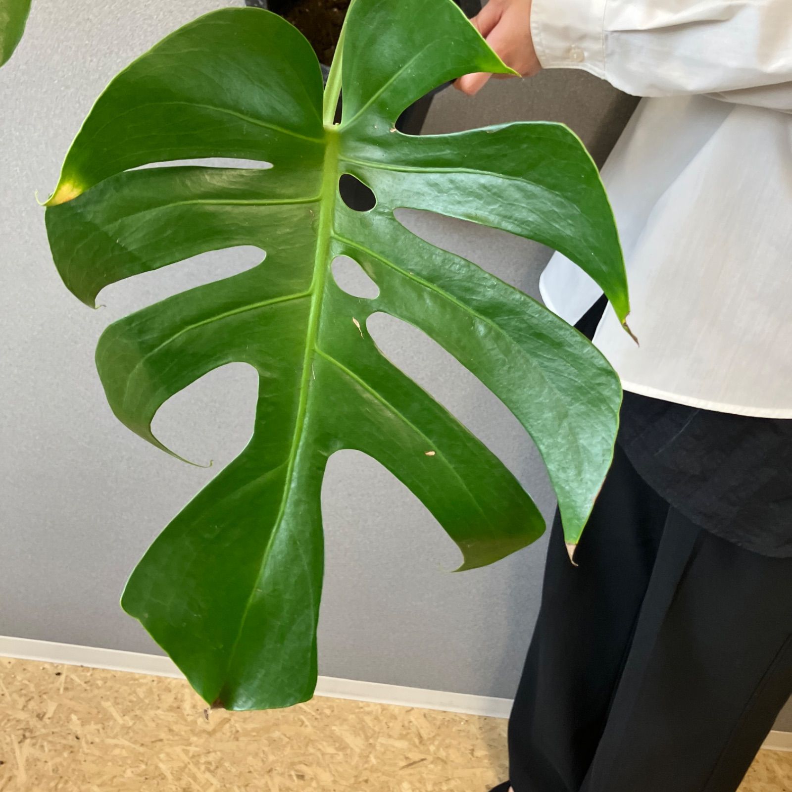 モンステラ デリシオーサ　スケルトン　OC モンステラデリシオーサスケルトン( Monstera Deliciosa Skeleton