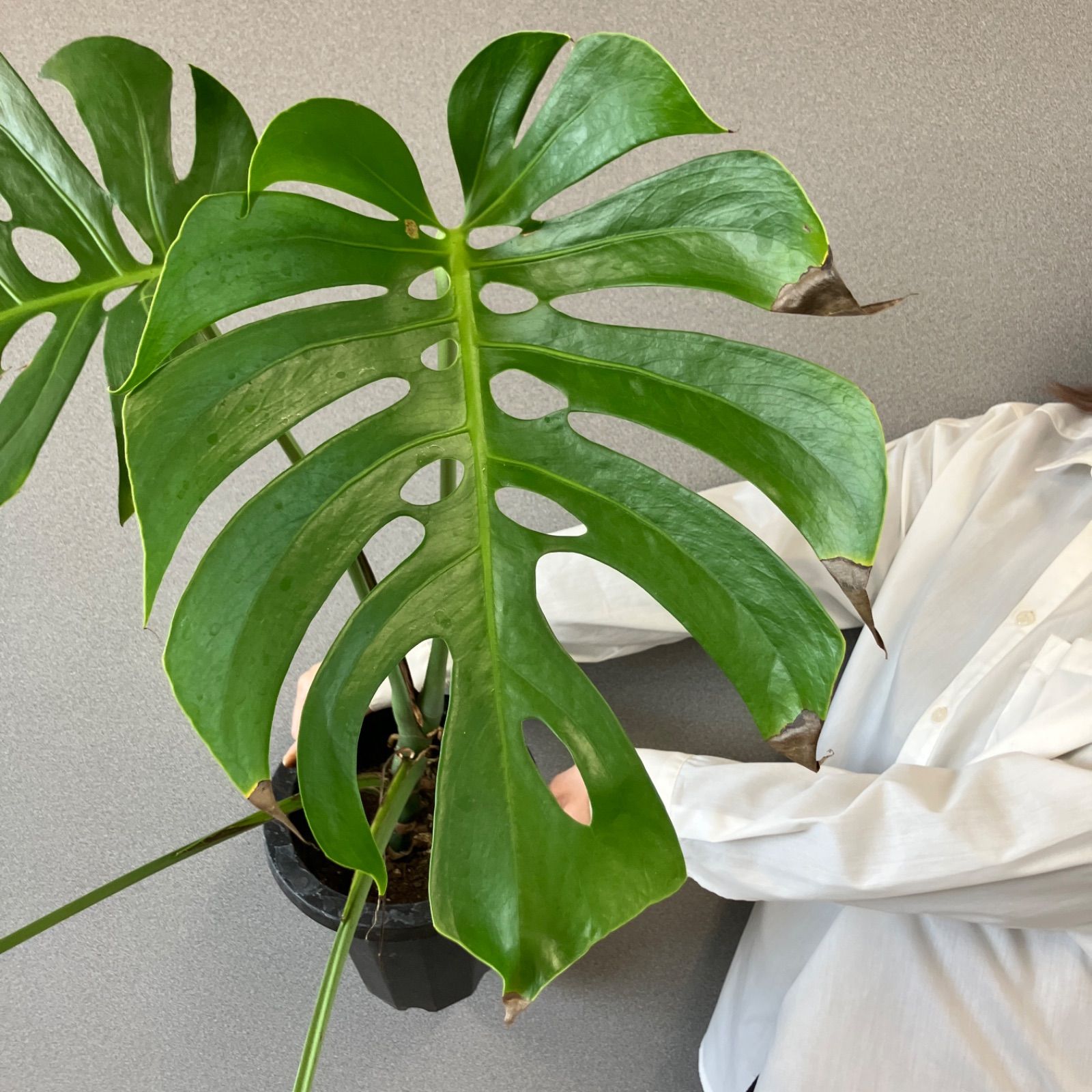 超絶希少❗️モンステラ デリシオーサ スケルトン✨ - メルカリ