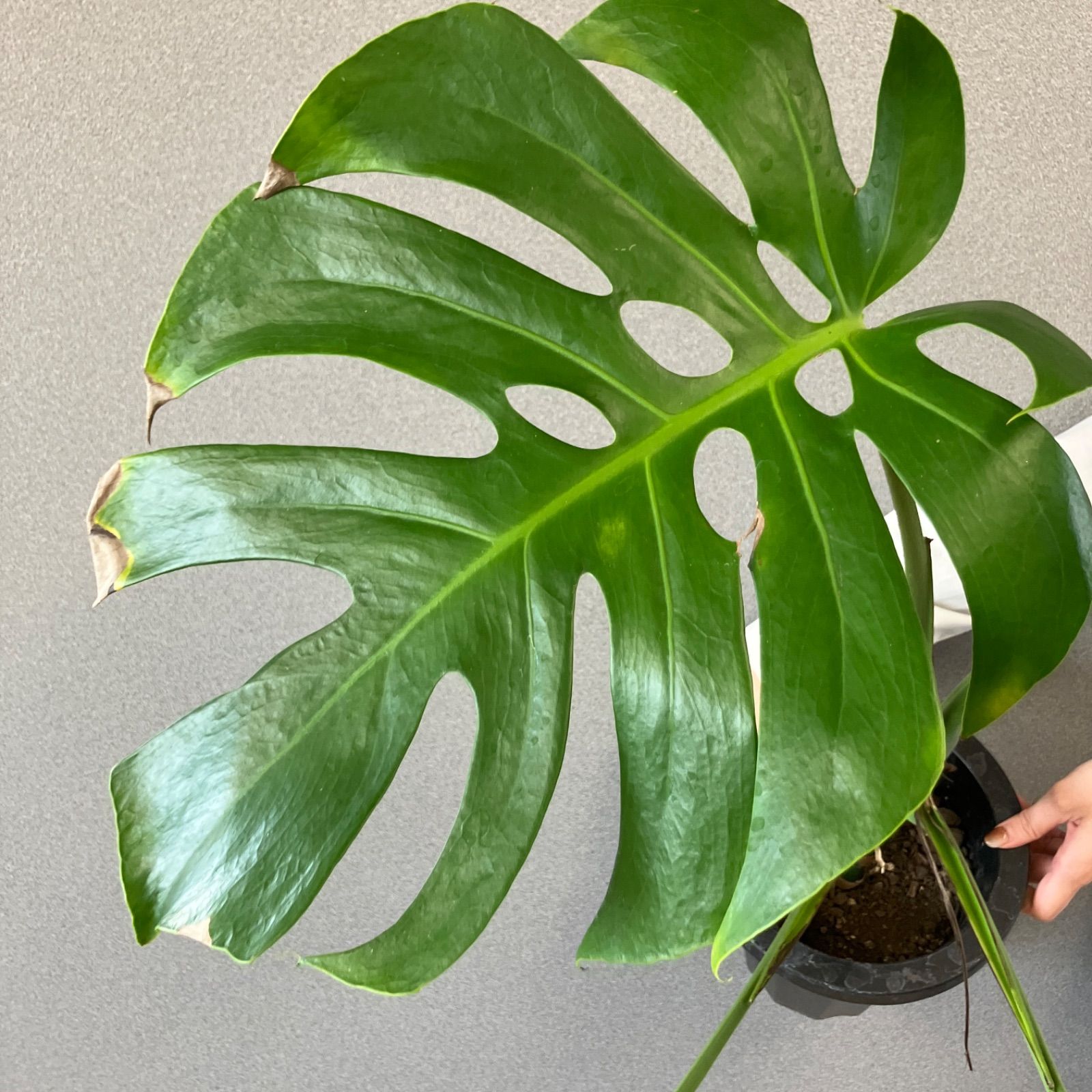 超絶希少❗️モンステラ デリシオーサ スケルトン✨ - メルカリ