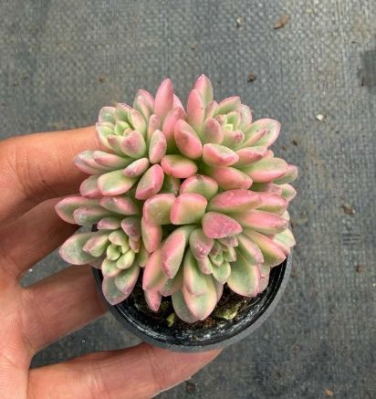 新入荷 タロック錦 MT694×50苗 抜き苗 多肉植物 アエオニウム