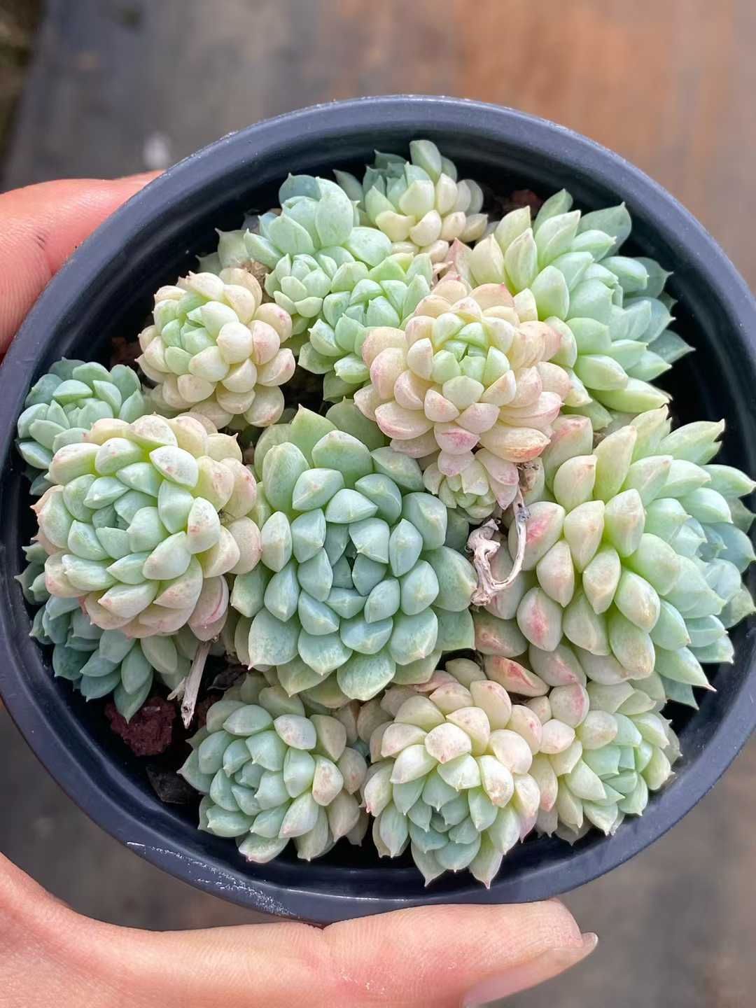 新入荷 ヨウシニシキ QS 苗 抜き苗 多肉植物 アエオニウム エケベリア サボテン 韓国苗