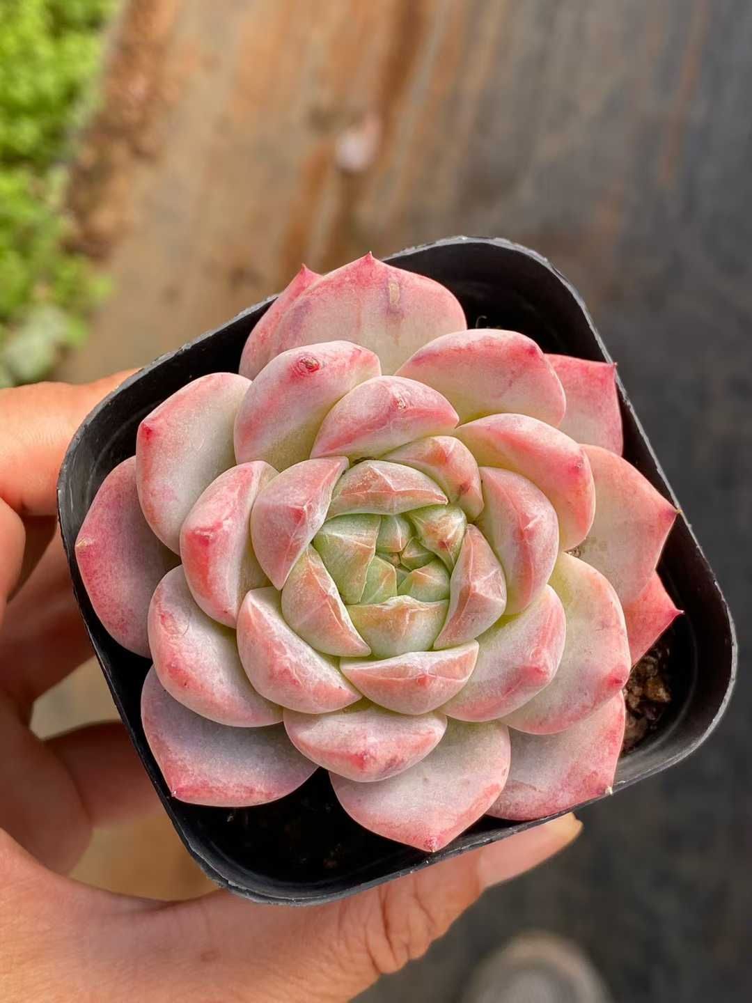 新入荷 ピンクダイヤ QS 1170 50苗 抜き苗 多肉植物 アエオニウム エケベリア サボテン 韓国苗