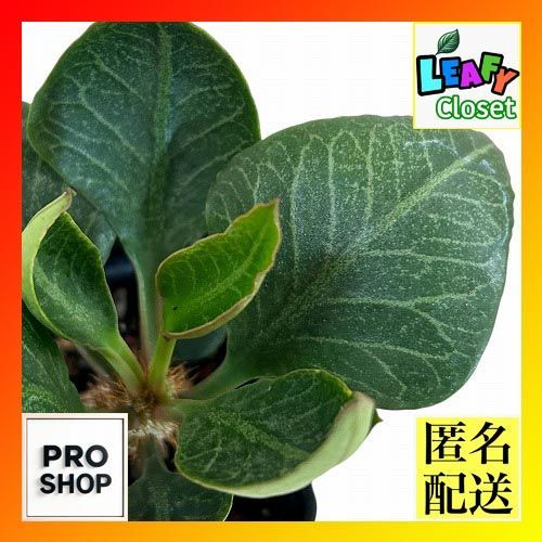 卸売 第23回モンスターコレクションTCG 全日本選手権上位賞