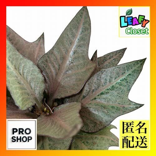 西陣織掛け軸 那智十福開運図