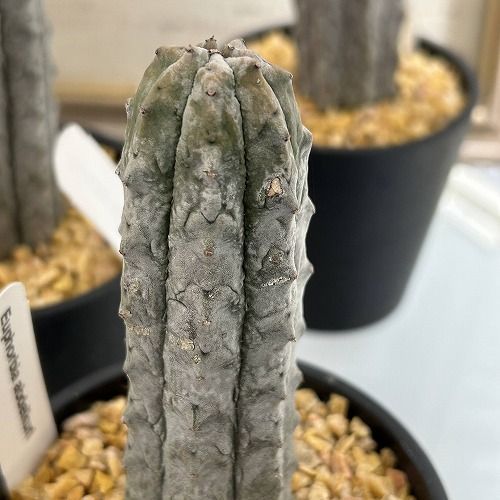 観葉植物 ユーフォルビア アブデルクリ 3.5号鉢(個体おまかせ1鉢