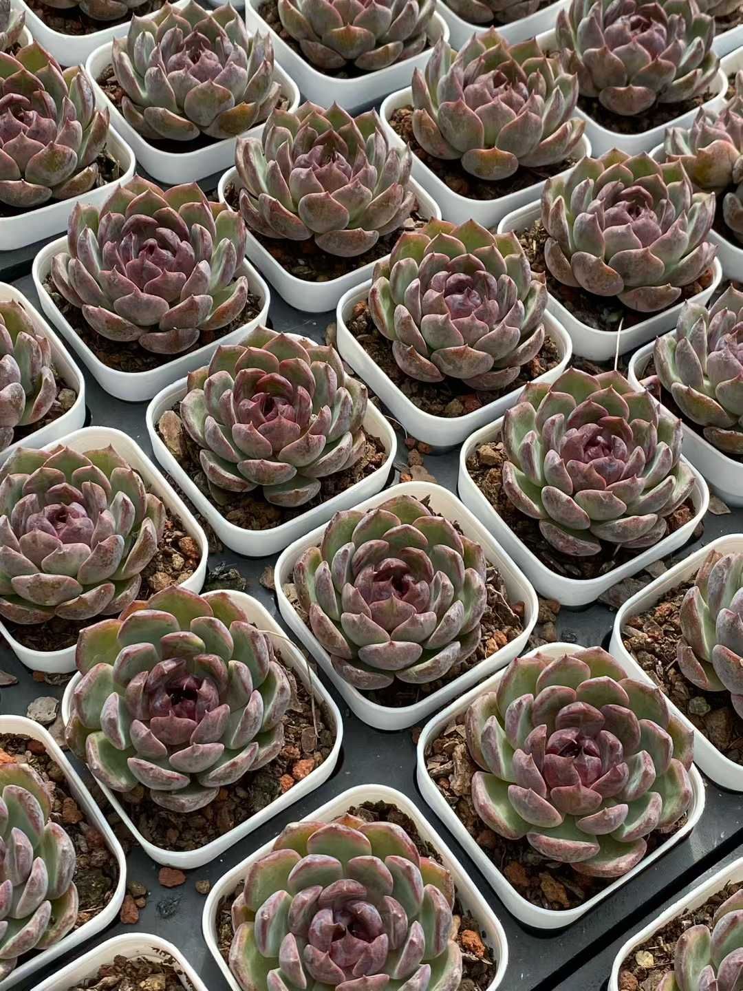 新入荷 ブルーベリー QS 苗 抜き苗 多肉植物 アエオニウム エケベリア サボテン 韓国苗