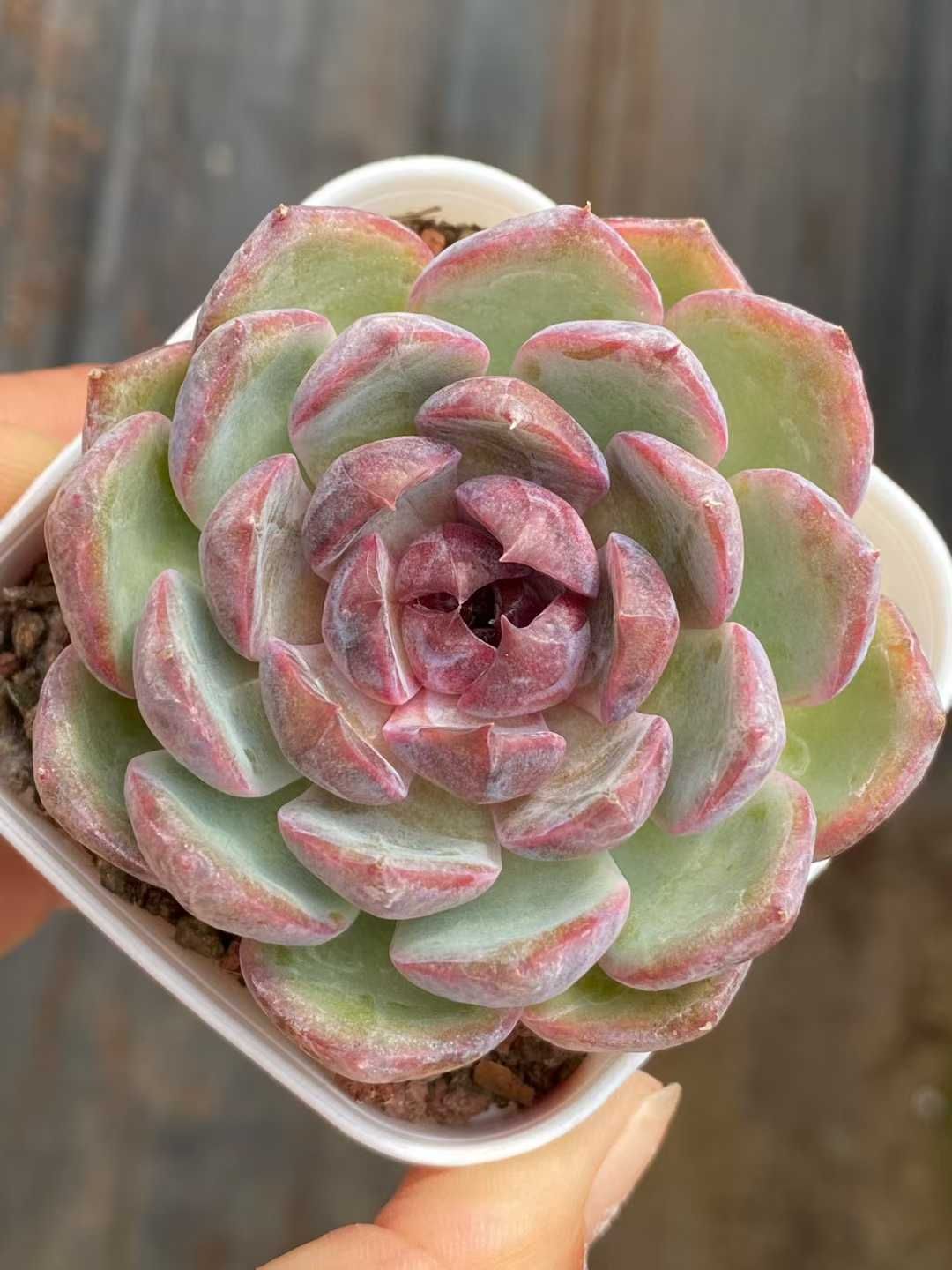 新入荷 ブルーベリー QS 1163 50苗 抜き苗 多肉植物 アエオニウム エケベリア サボテン 韓国苗