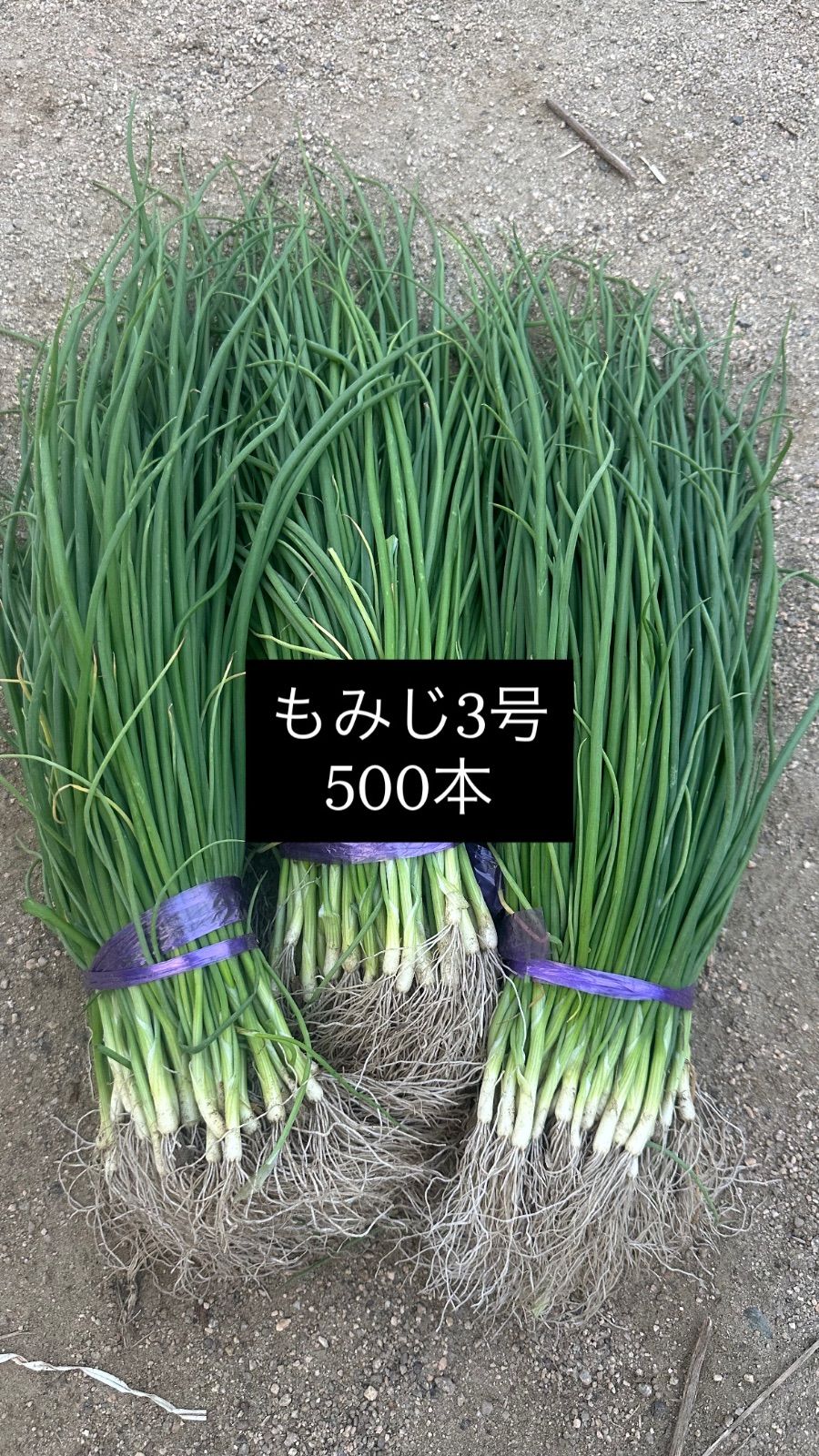 苗の専門店発送‼️晩生種玉ねぎ苗‼️もみじ3号‼️3000本‼️玉ねぎ苗 玉ねぎ苗 もみじ3号 500本 晩生 - メルカリ