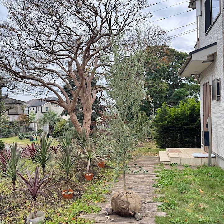 3 m オリーブの木 シプレッシーノ