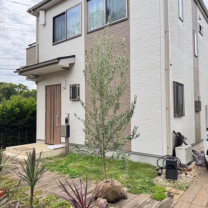 3 m オリーブの木 シプレッシーノ