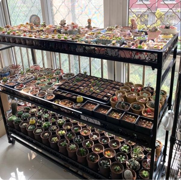 No.5 採光屋根付き６段木製プランターラック No.5 採光屋根付き6段木製プランターラック 【公式通販】