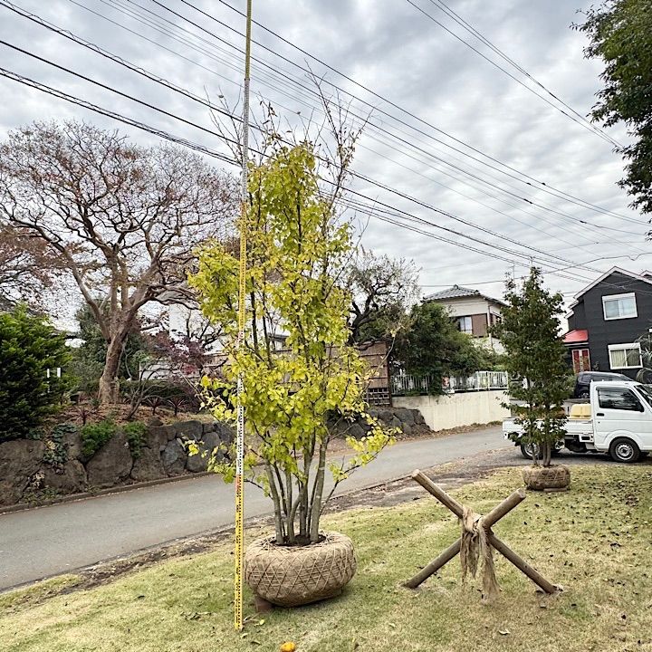 アオダモ株立ち㊱ 72 山採り アオダモ 山採り 自然樹形 アオダモ 株