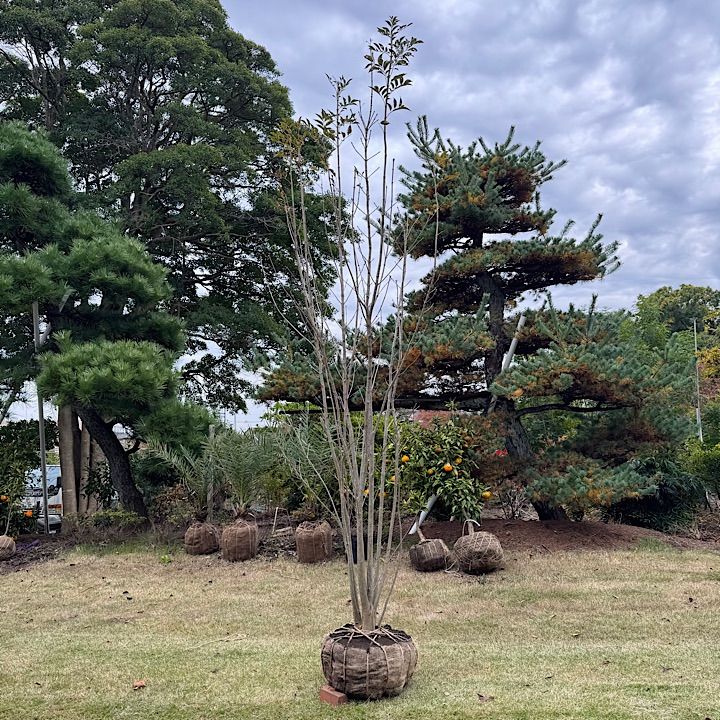 じむおじむおさん専用 山採りアオダモ　株立　/870 金賞受賞】 アオダモ 受賞者紹介記事 | 立命館アジア太平洋大学