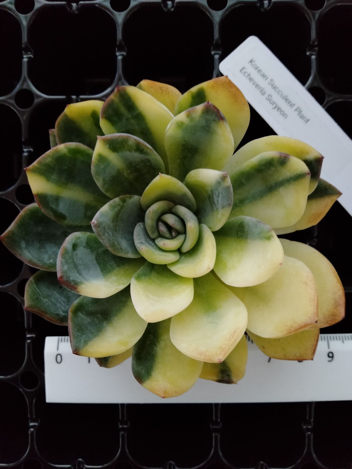 多肉植物 スリョン錦 多肉植物 スリョン 抜き苗 鉢内全て 多肉植物