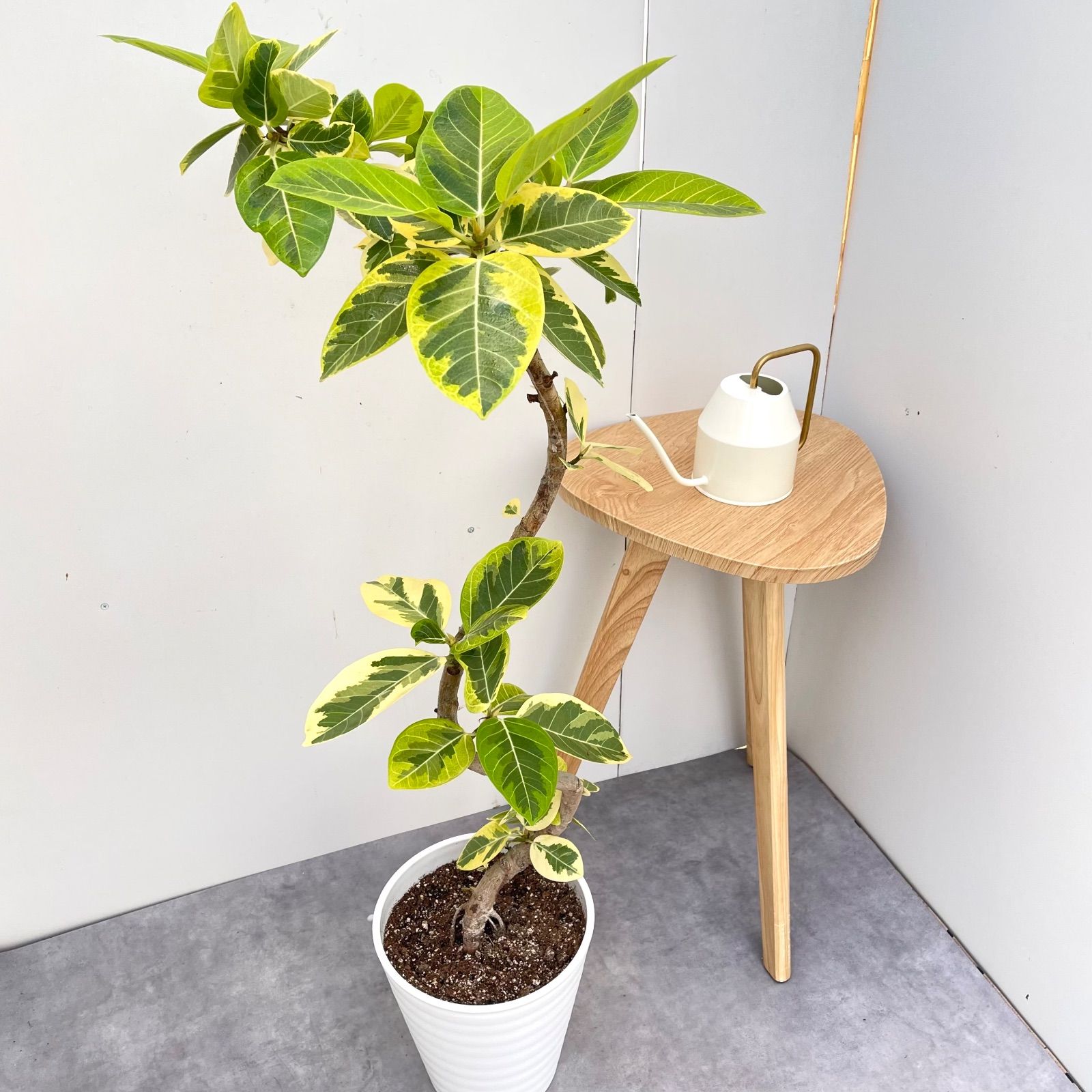 フィカス アルテシマ 曲がり 7 現品 観葉植物 室内 大型