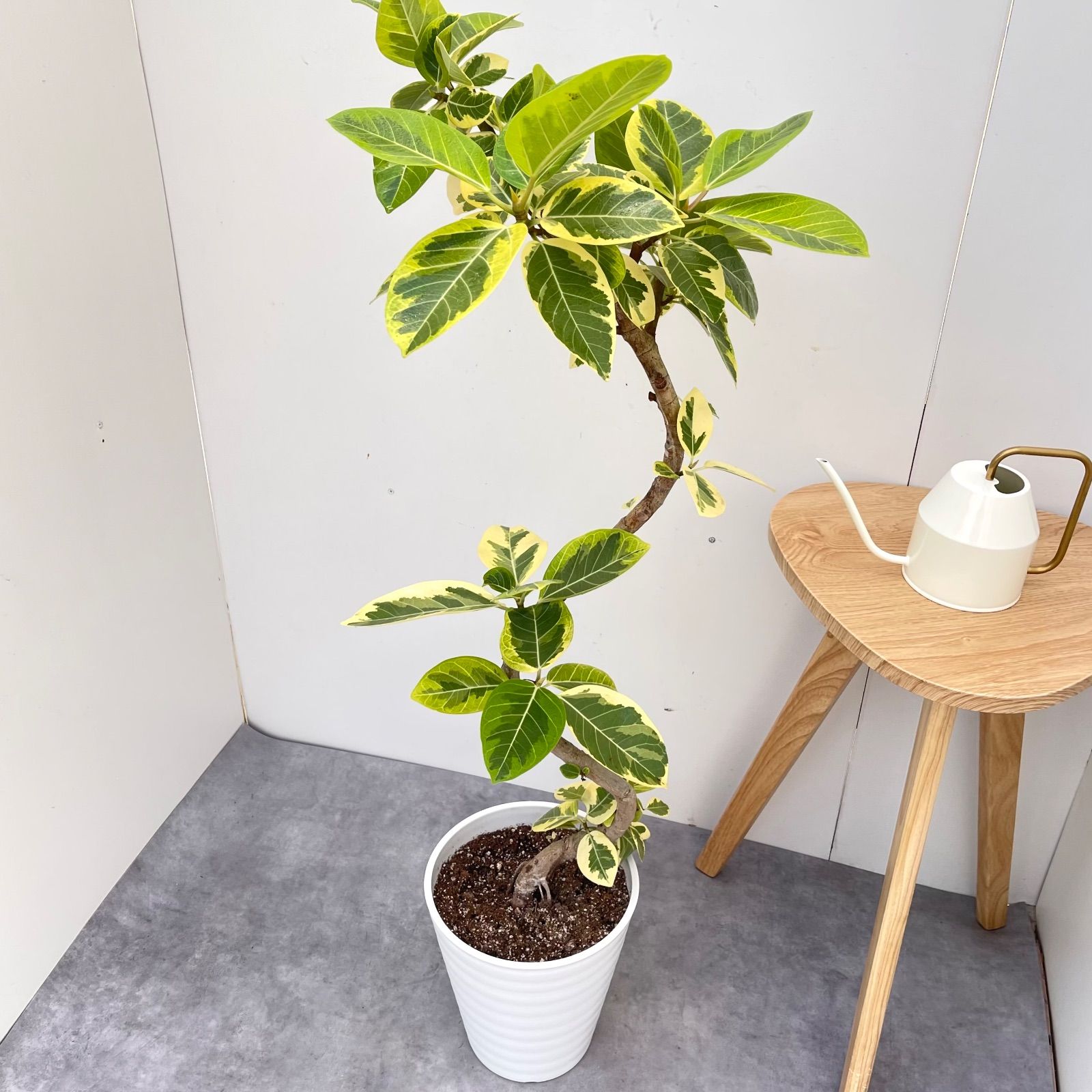 フィカス アルテシマ 曲がり 7 現品 観葉植物 室内 大型