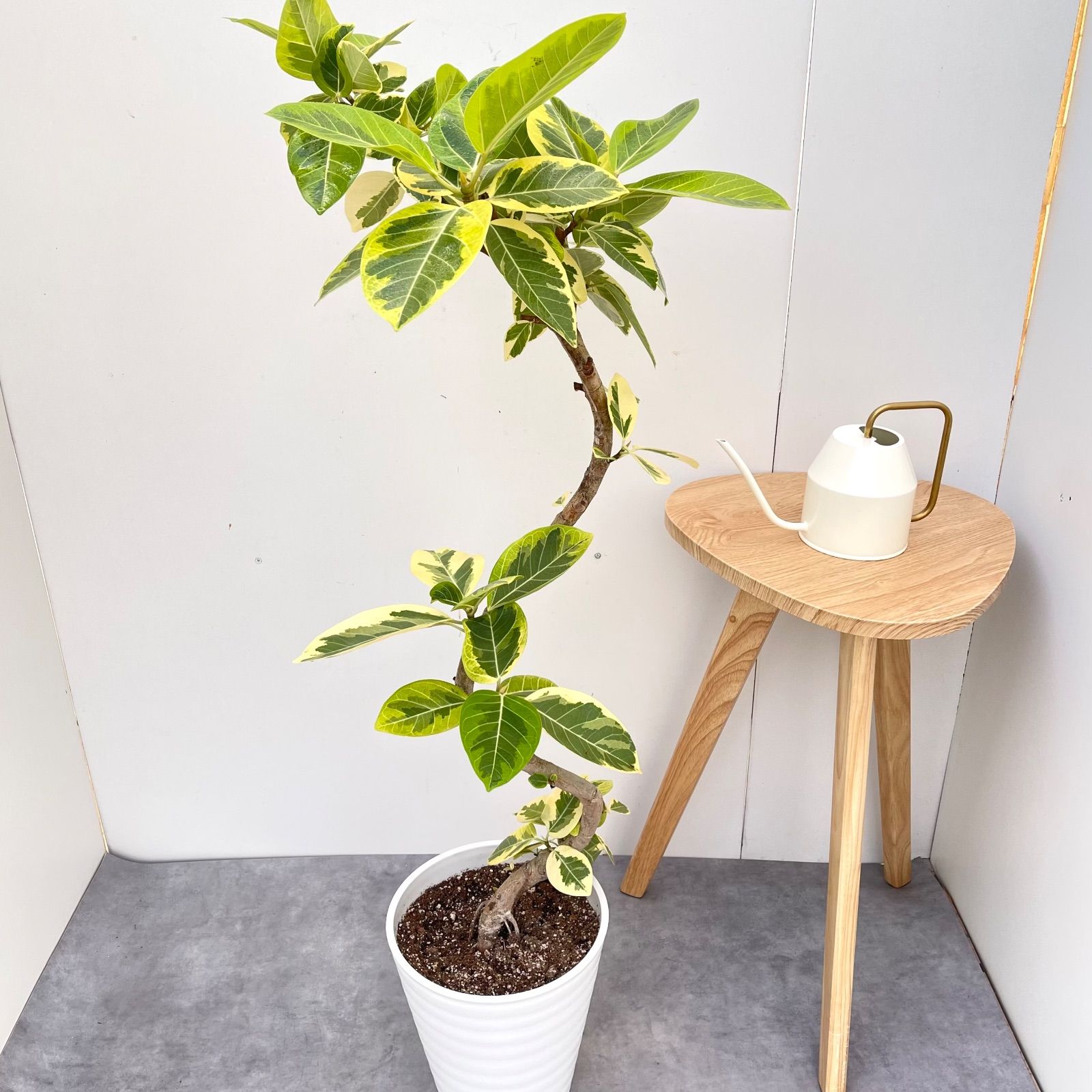 フィカス アルテシマ 曲がり 7 現品 観葉植物 室内 大型