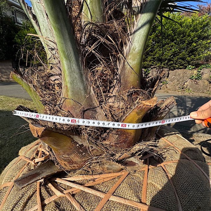 3.6m】ココスヤシ - メルカリ