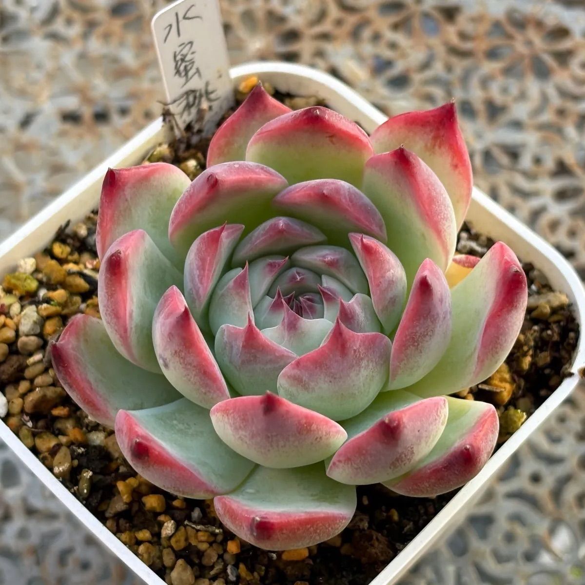 133. 多肉植物 水蜜桃 980円【抜き苗】 133. 多肉植物 水蜜桃 980円【