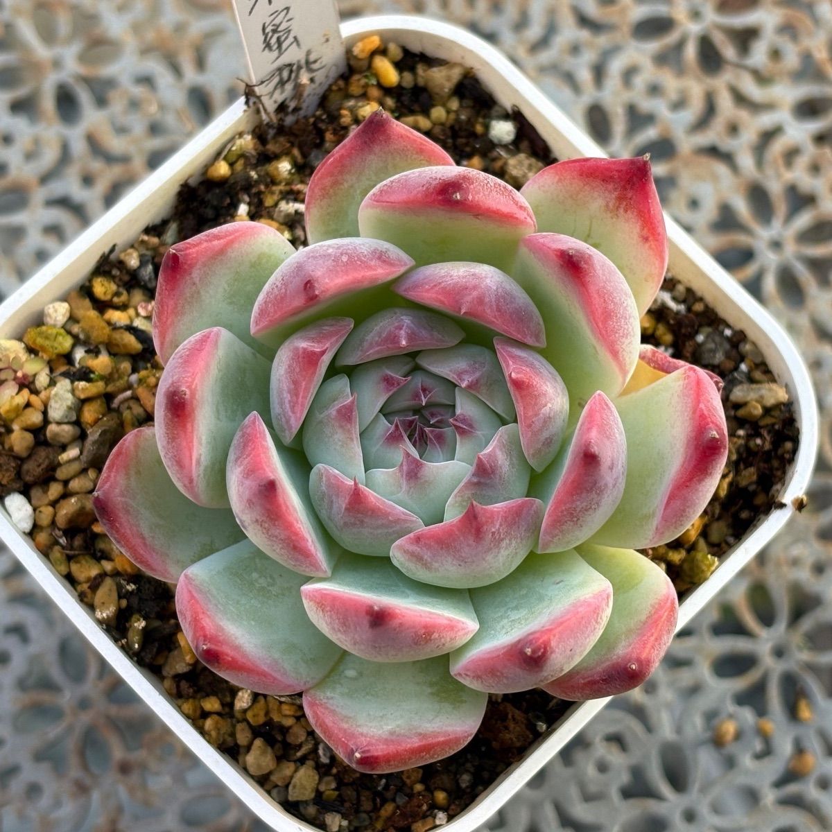 多肉植物 ☘️ 水蜜桃 大きめ苗 抜き苗 - メルカリ