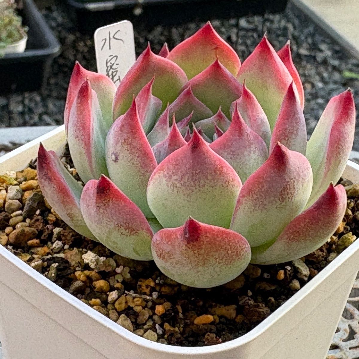 多肉植物 ☘️ 水蜜桃 大きめ苗 抜き苗 - メルカリ