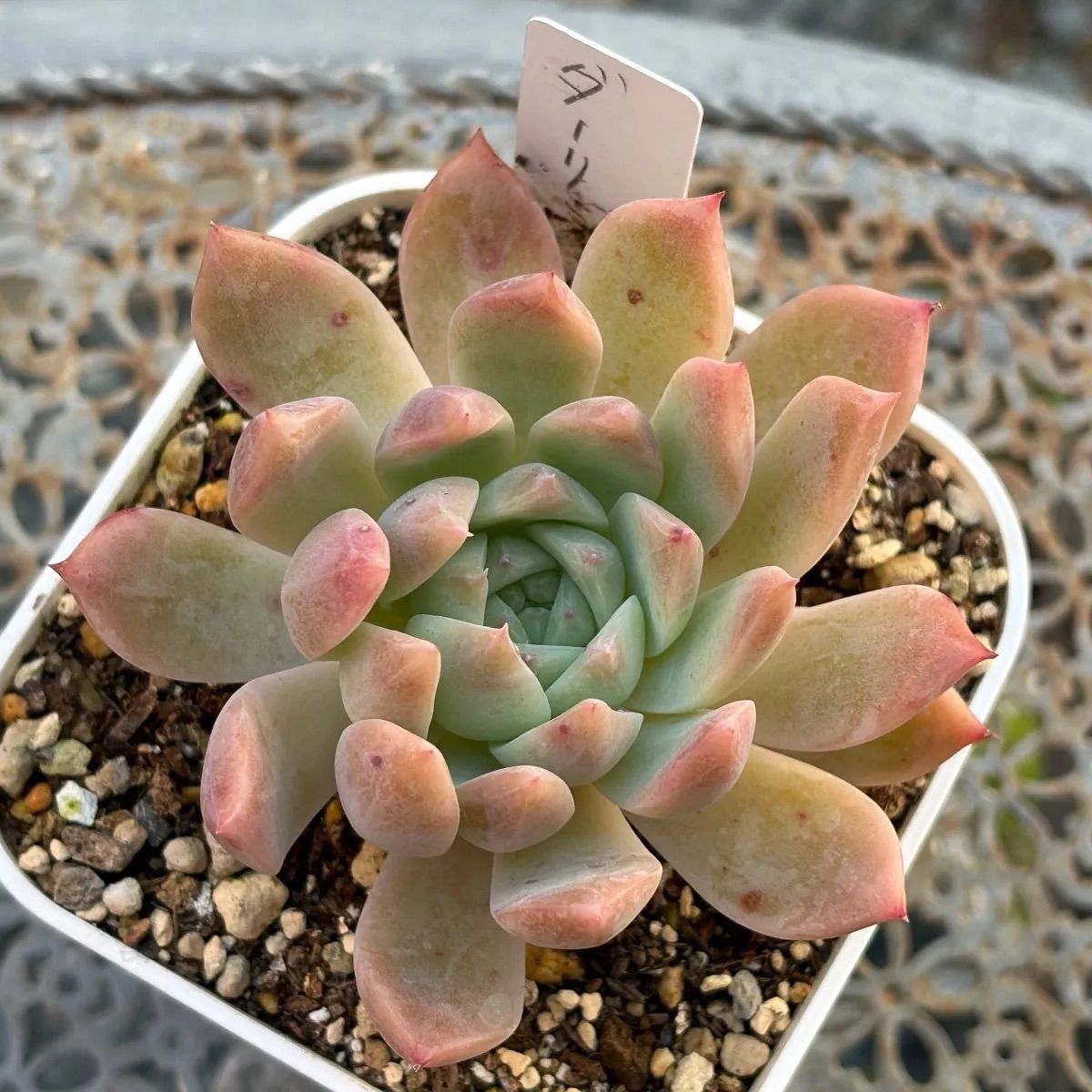 多肉植物 ☘️ ダーリーサンシャイン 抜き苗 - メルカリ