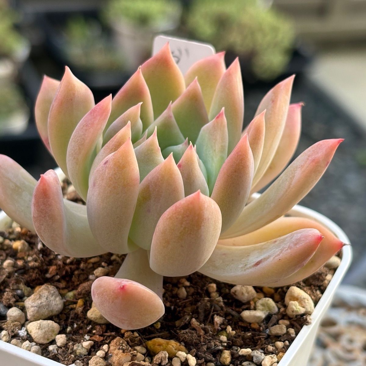 多肉植物 ☘️ ダーリーサンシャイン 抜き苗 - メルカリ