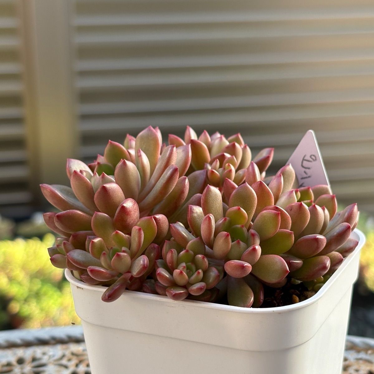 多肉植物　ピンクルルビー　抜き苗 多肉植物 ☘️ ピンクルルビー めちゃくちゃいっぱい 抜き苗 - メルカリ