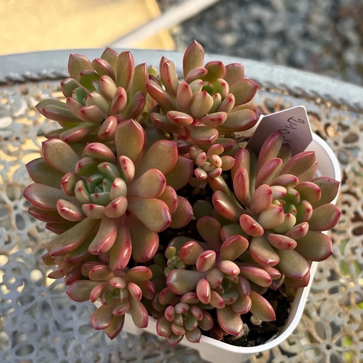 多肉植物 ☘️ ピンクルルビー めちゃくちゃいっぱい 抜き苗 - メルカリ