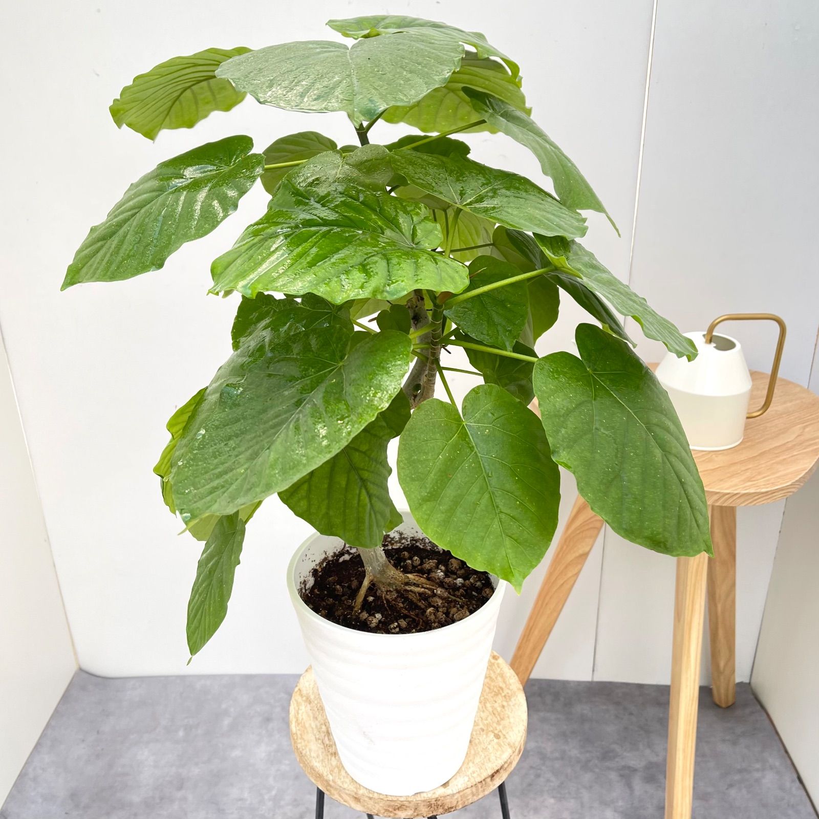 フィカス ウンベラータ 37【現品】観葉植物 室内 6号