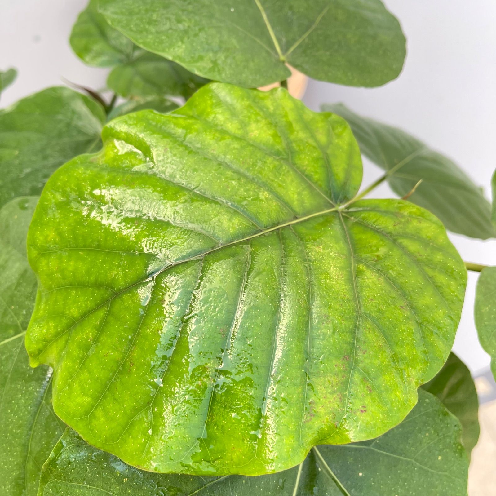 フィカス ウンベラータ 37【現品】観葉植物 室内 6号