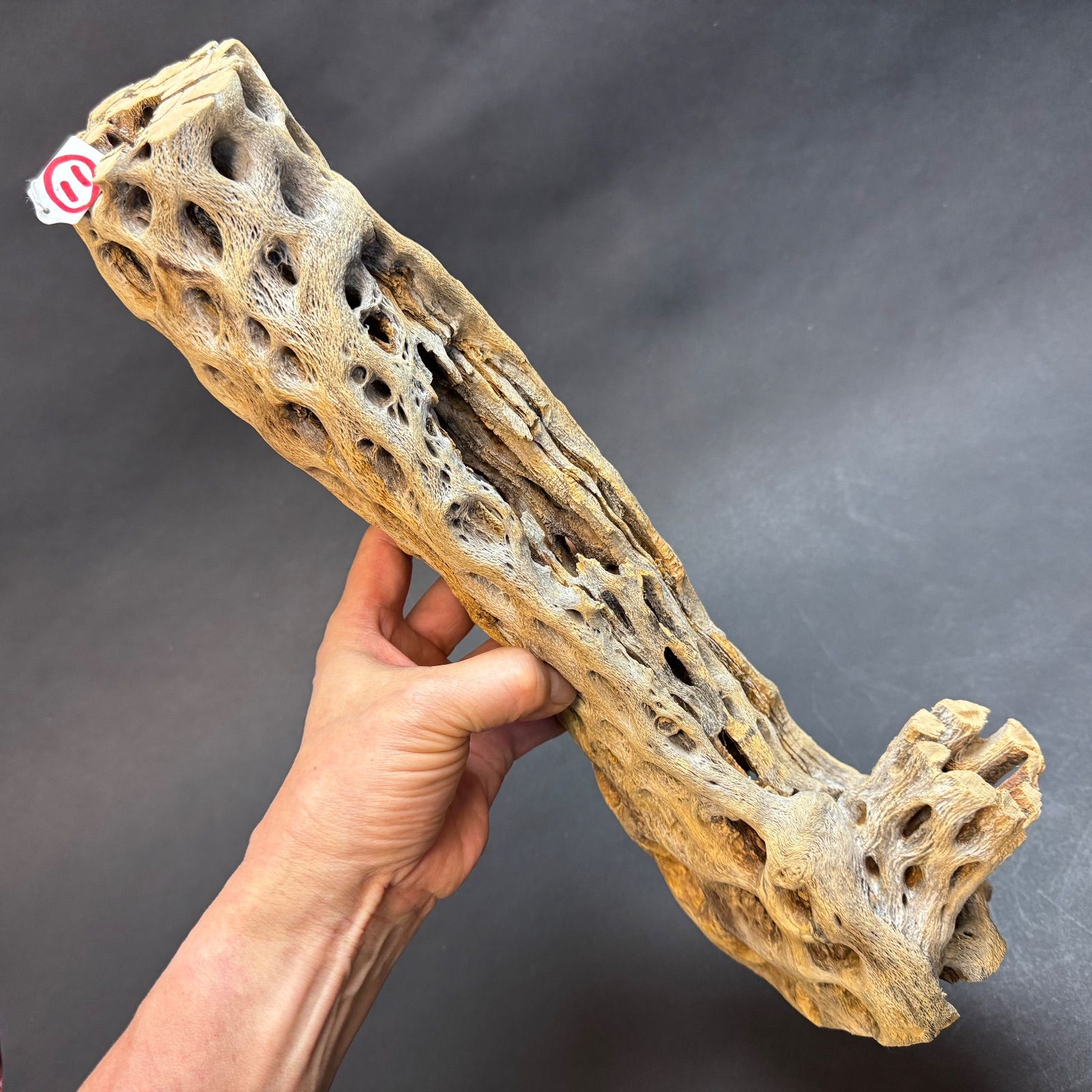 現品販売No.11＊ ミニカクタススケルトン＊ 最大H高:42cm / 最大W幅