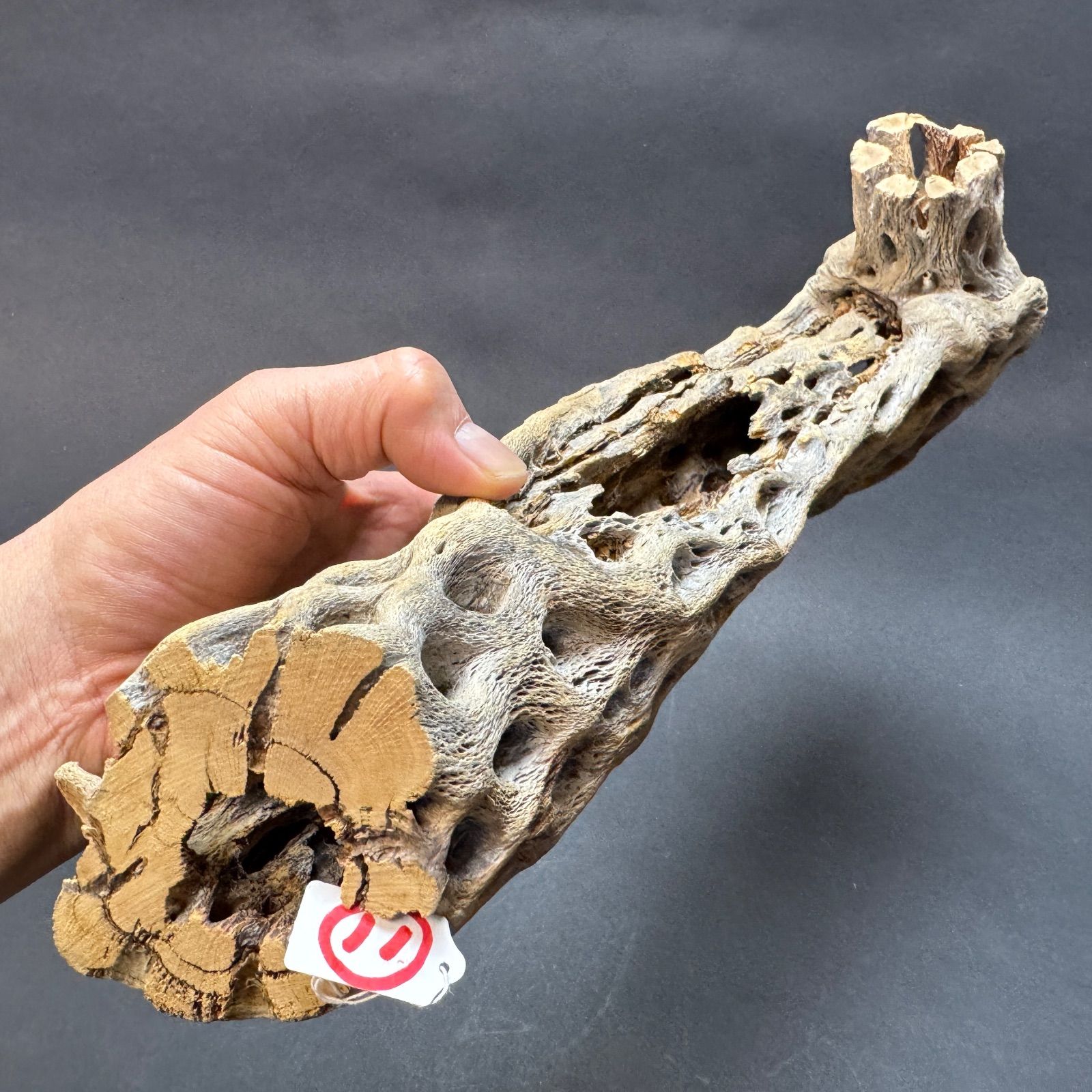 現品販売No.11＊ ミニカクタススケルトン＊ 最大H高:42cm / 最大W幅