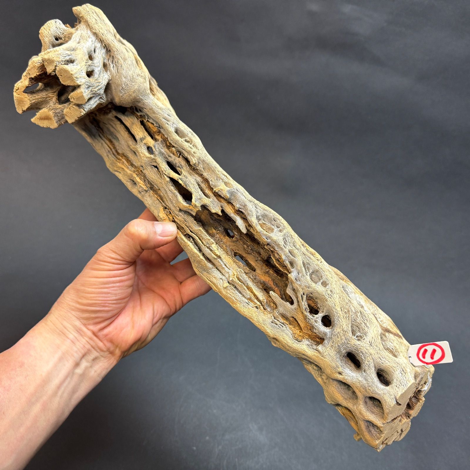 現品販売No.11＊ ミニカクタススケルトン＊ 最大H高:42cm / 最大W幅