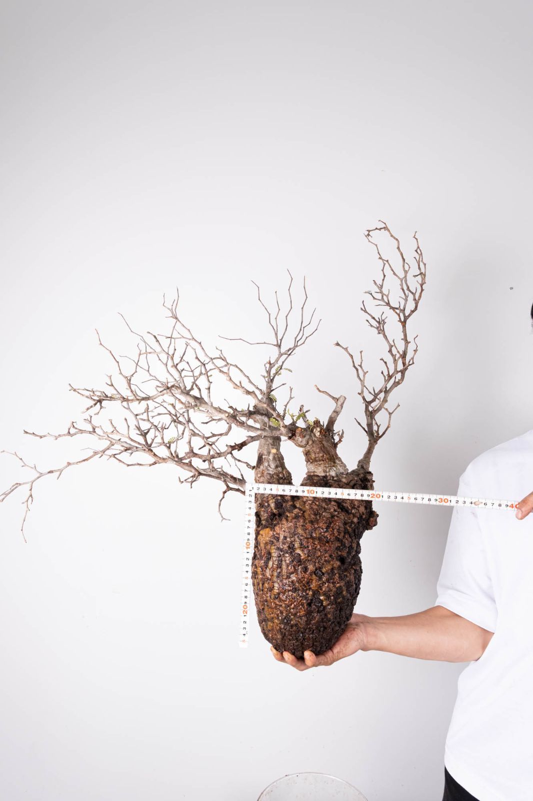 GP181 オペルクリカリア パキプス コーデックス ベアルート株 GP181