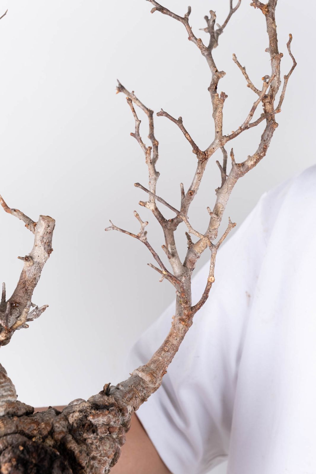 PP120 オペルクリカリア パキプス コーデックス ベアルート株 - メルカリ