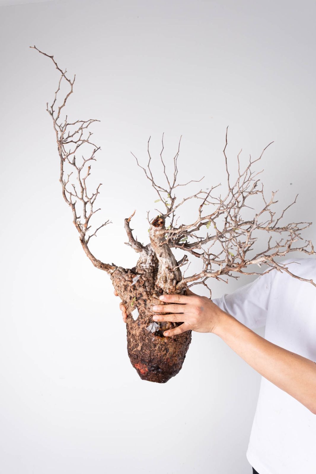 PP120 オペルクリカリア パキプス コーデックス ベアルート株 - メルカリ