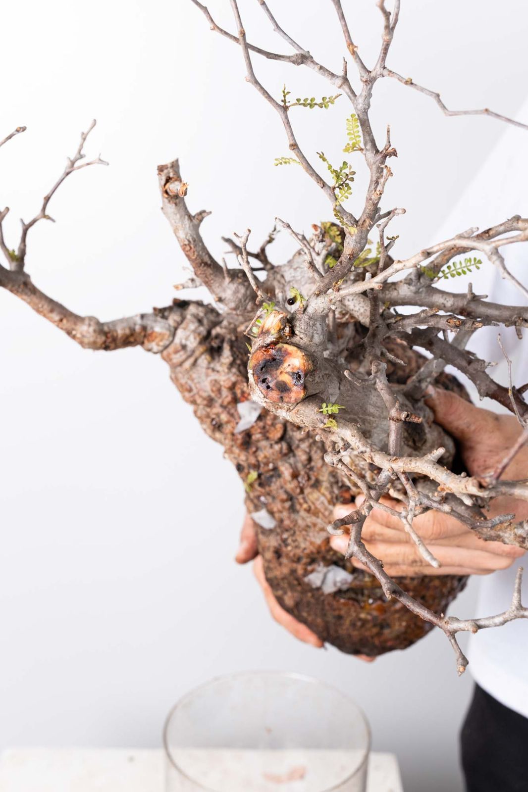 PP120 オペルクリカリア パキプス コーデックス ベアルート株 - メルカリ